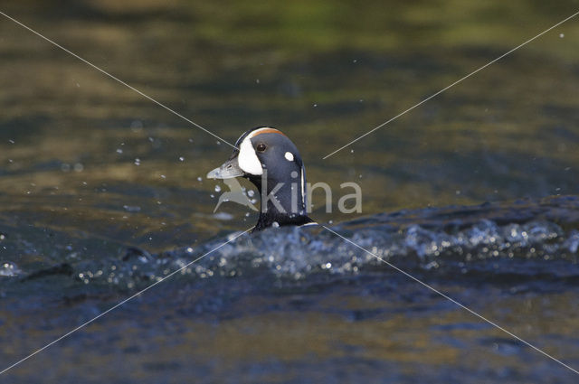 Harlekijneend (Histrionicus histrionicus)