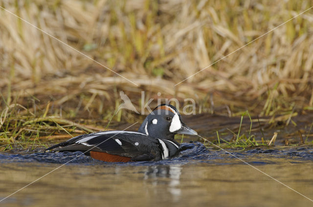 Harlekijneend (Histrionicus histrionicus)