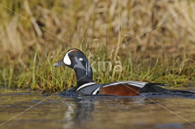 Harlekijneend (Histrionicus histrionicus)