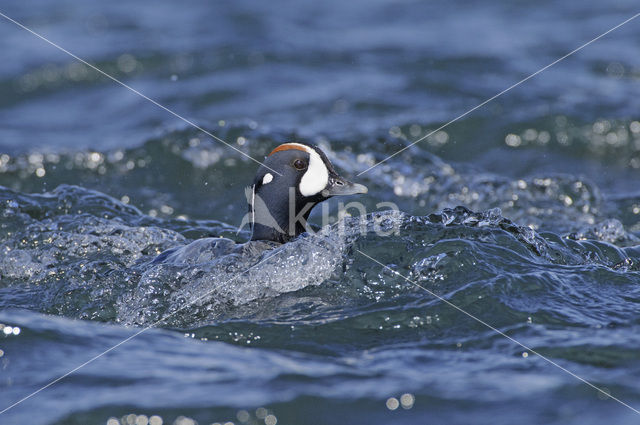 Harlekijneend (Histrionicus histrionicus)