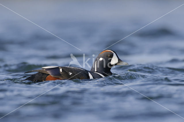 Harlekijneend (Histrionicus histrionicus)