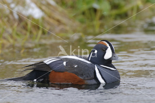 Harlekijneend (Histrionicus histrionicus)