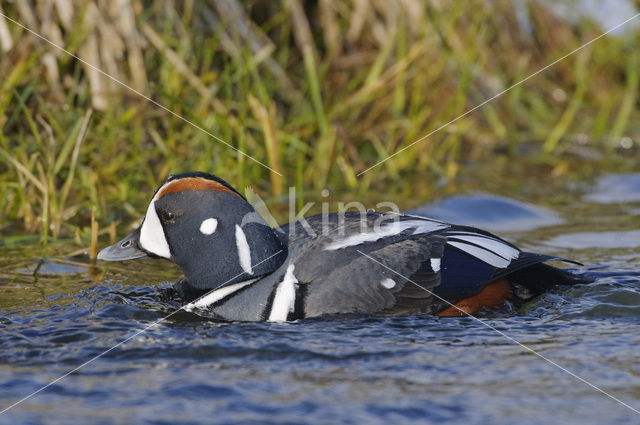 Harlekijneend (Histrionicus histrionicus)