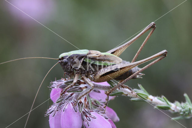 Heidesabelsprinkhaan (Metrioptera brachyptera)