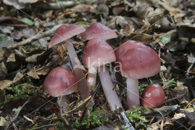 Heksenschermpje (Mycena rosea)