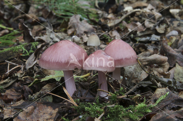 Heksenschermpje (Mycena rosea)