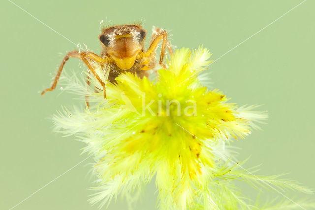 Hoogveenglanslibel (Somatochlora arctica)