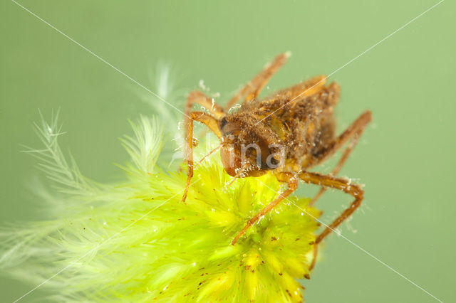 Hoogveenglanslibel (Somatochlora arctica)