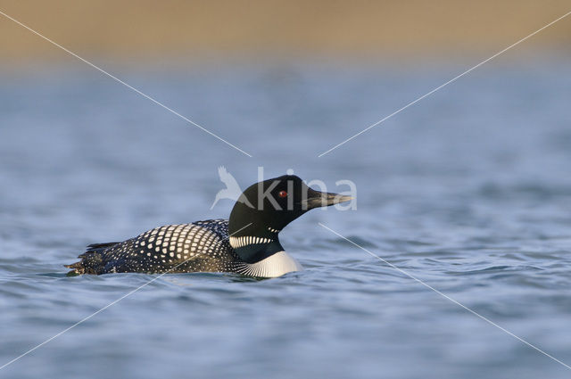 Common Loon