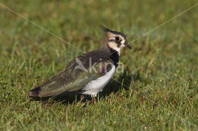 Kievit (Vanellus vanellus)