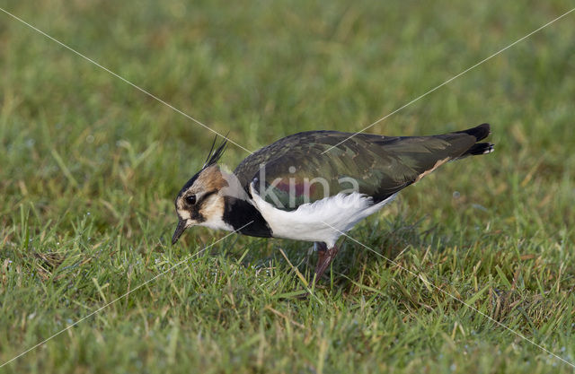 Kievit (Vanellus vanellus)