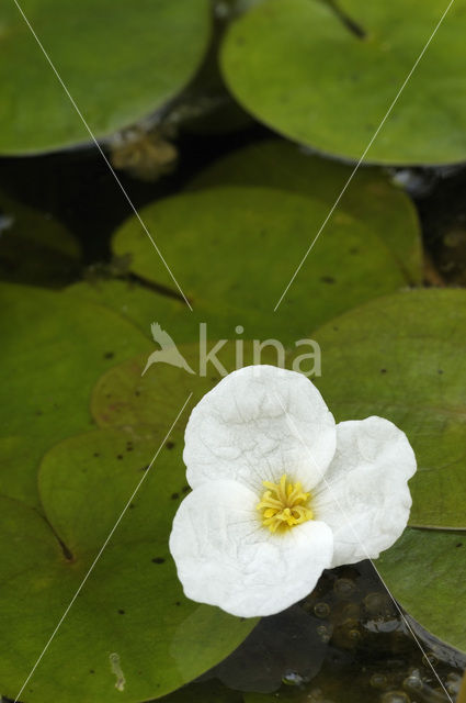 Frogbit (Hydrocharis morsus-ranae)