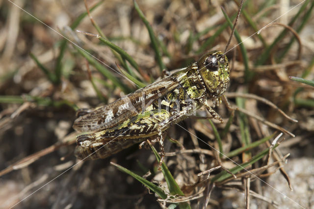 Knopsprietje (Myrmeleotettix maculatus)