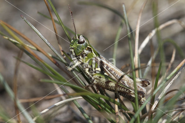 Knopsprietje (Myrmeleotettix maculatus)