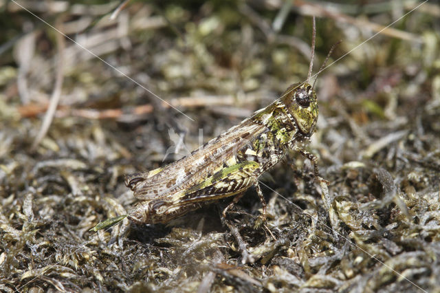 Knopsprietje (Myrmeleotettix maculatus)