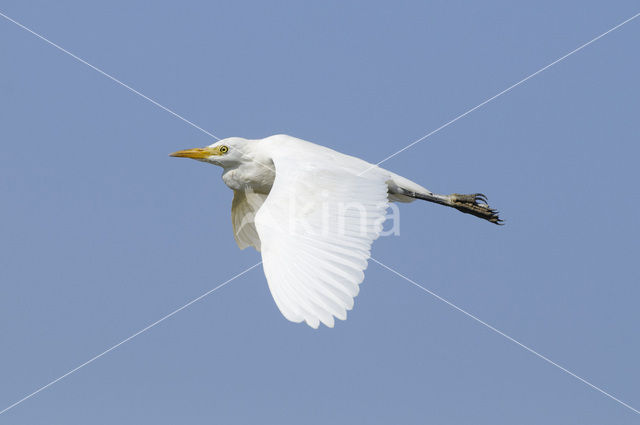 Cattle Egret (Bubulcus ibis)