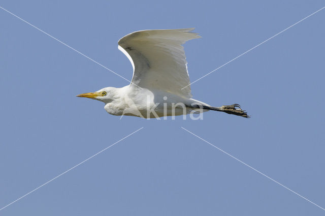 Koereiger (Bubulcus ibis)