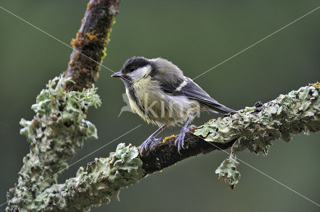 Koolmees (Parus major)