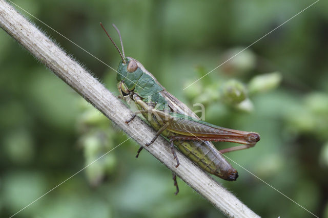 Krasser (Chorthippus parallelus)