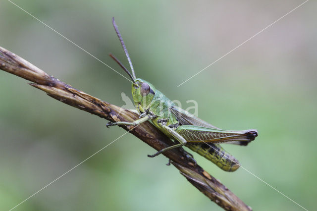 Meadow Grasshopper (Chorthippus parallelus)