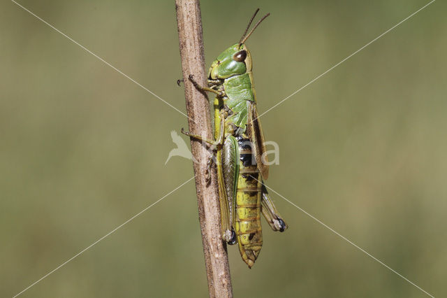 Krasser (Chorthippus parallelus)