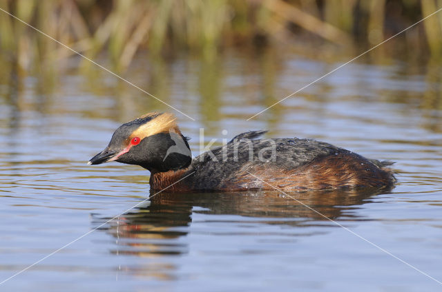 Kuifduiker (Podiceps auritus)