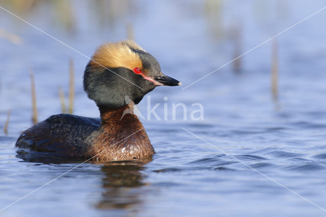 Kuifduiker (Podiceps auritus)