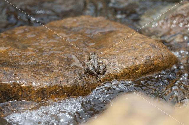 Levantine Frog (Pelophylax bedriagae)