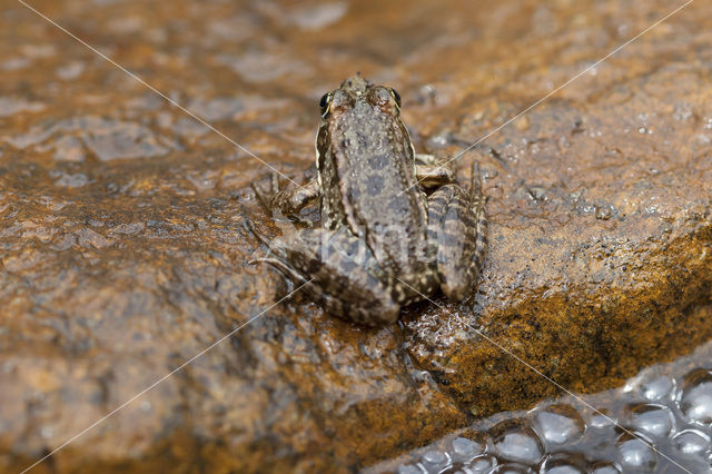 Levantine Frog (Pelophylax bedriagae)