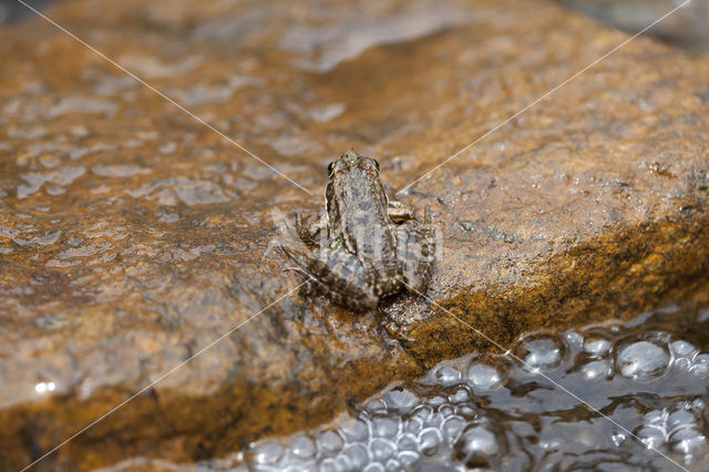 Levantine Frog (Pelophylax bedriagae)