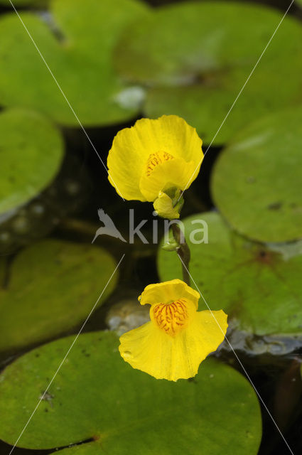 Loos blaasjeskruid (Utricularia australis)