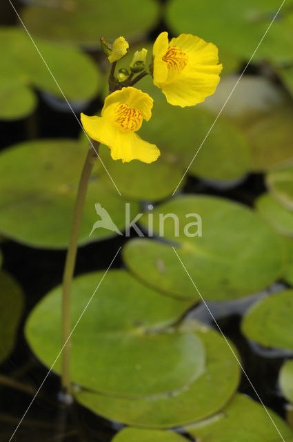 Yellow Bladderwort (Utricularia australis)