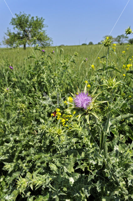 Mariadistel (Silybum marianum)