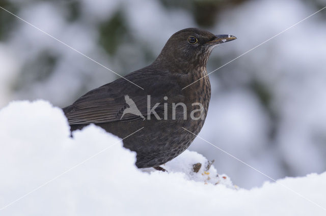 Merel (Turdus merula)