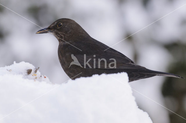 Merel (Turdus merula)