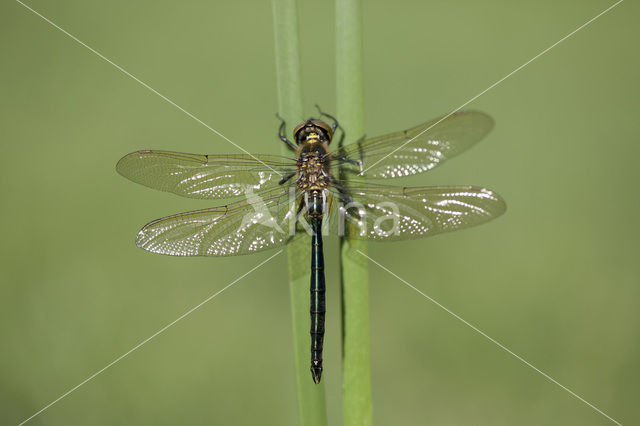 Metaalglanslibel (Somatochlora metallica)