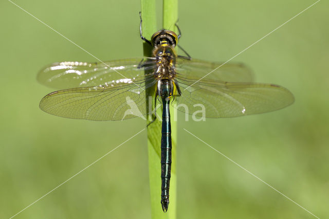 Metaalglanslibel (Somatochlora metallica)