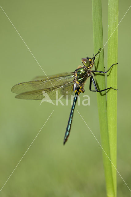 Metaalglanslibel (Somatochlora metallica)