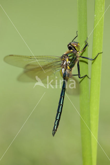 Metaalglanslibel (Somatochlora metallica)