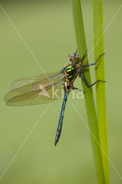 Metaalglanslibel (Somatochlora metallica)