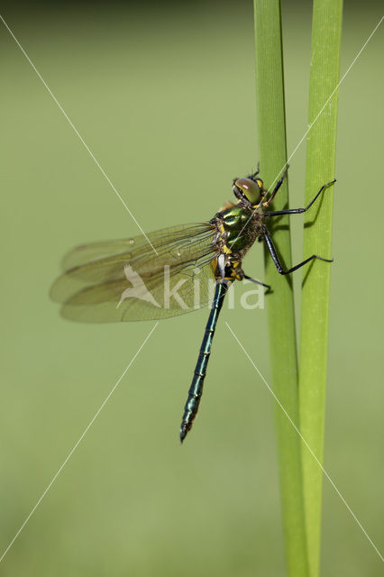 Brilliant Emerald (Somatochlora metallica)