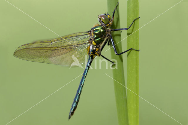 Metaalglanslibel (Somatochlora metallica)