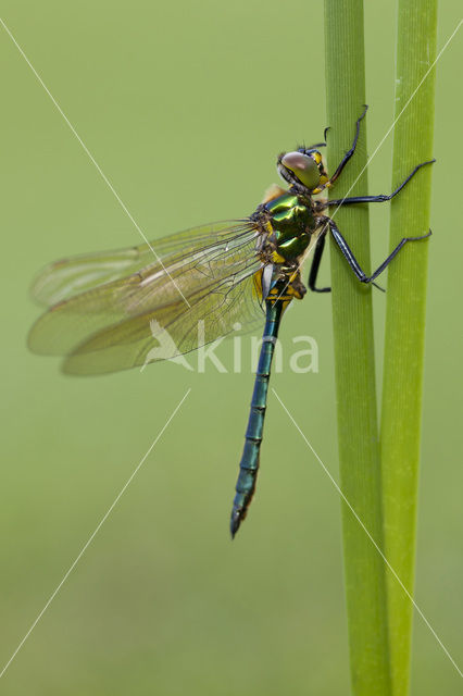 Metaalglanslibel (Somatochlora metallica)