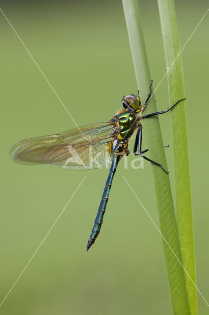 Metaalglanslibel (Somatochlora metallica)