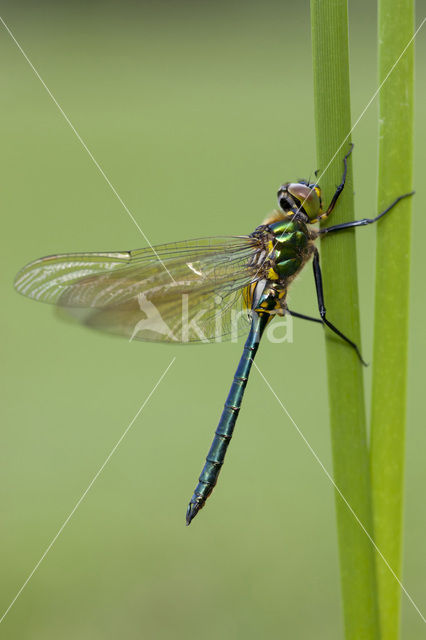 Metaalglanslibel (Somatochlora metallica)