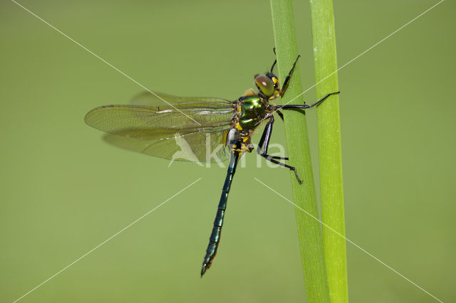 Metaalglanslibel (Somatochlora metallica)