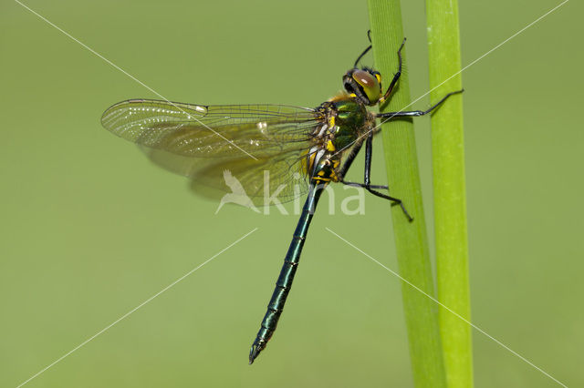 Metaalglanslibel (Somatochlora metallica)