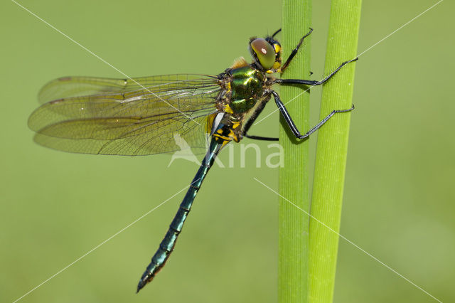 Metaalglanslibel (Somatochlora metallica)