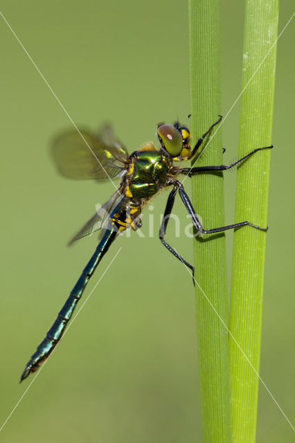 Metaalglanslibel (Somatochlora metallica)