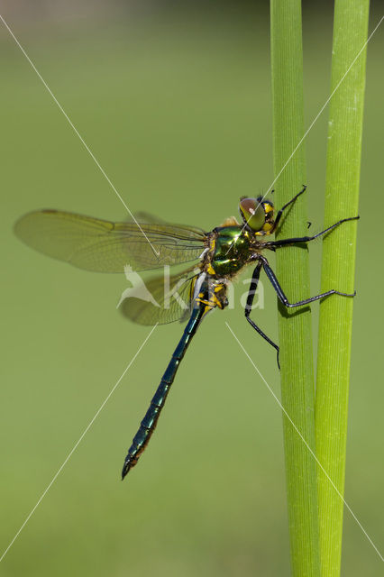 Metaalglanslibel (Somatochlora metallica)